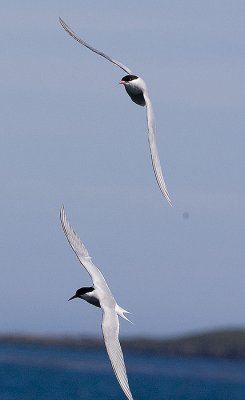 Antarctic Terns