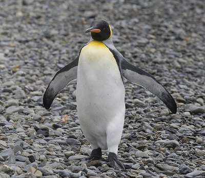 King Penguin in a typical walking stance