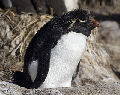 Rockhopper Penguins