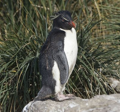 Rockhopper Penguin