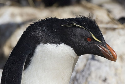 Rockhopper Penguin