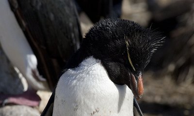 Rockhopper Penguin