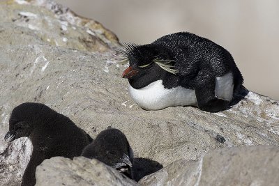 Parent watches over brood