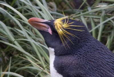 Macaroni Penguins