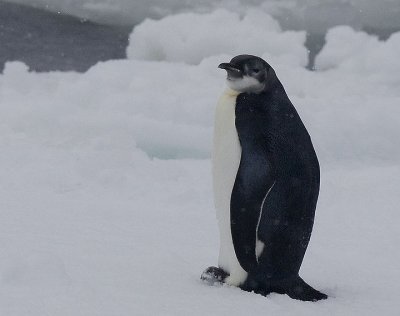 Emperor Penguin,juvenile