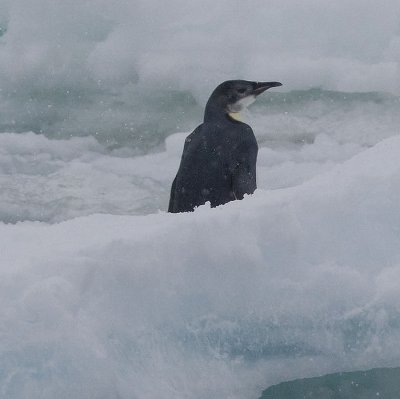 Emperor Penguin