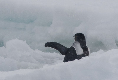 Emperor Penguin