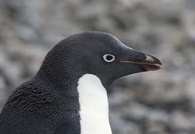 Adelie Penguin