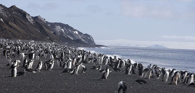 Chinstrap Penguins