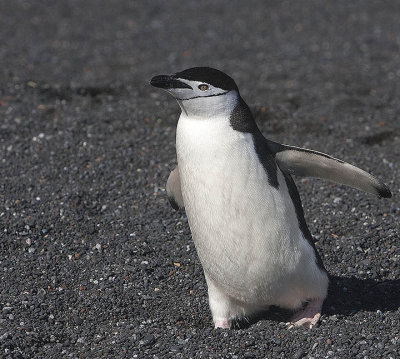 Chinstrap Penguin in a hurry
