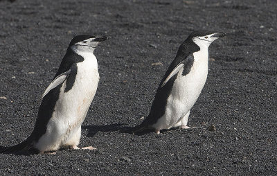 Chinstrap Penguins