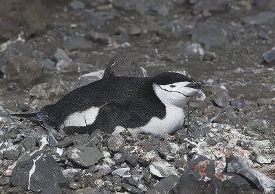 Chinstrap Penguin on a nest