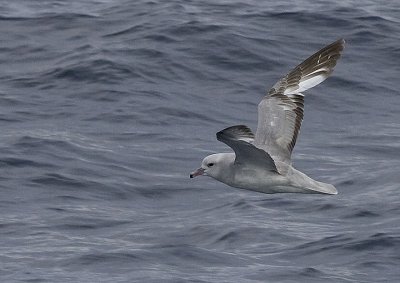 Southern Fulmar