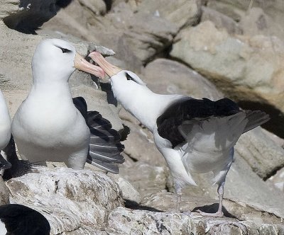 Black-browed Albatrosses showing affection