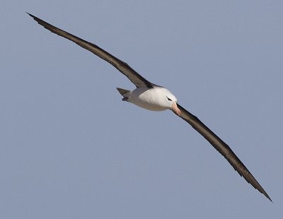 Black-browed albatross in flight