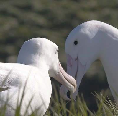 Wandering Albatrosses showing affection