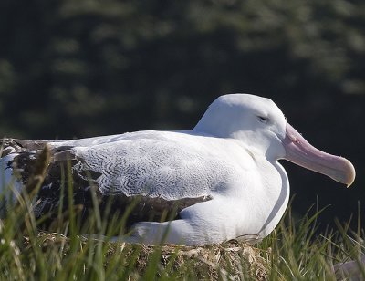 Wandering Albatross on the nest