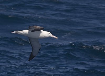 Royal Albatrosses