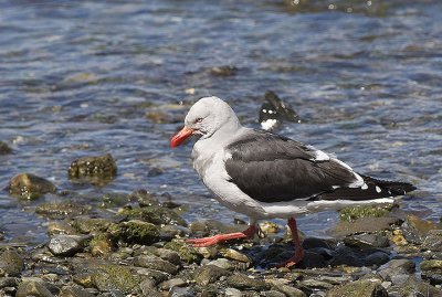 Dolphin Gull