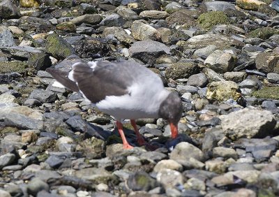 Dolphin Gull