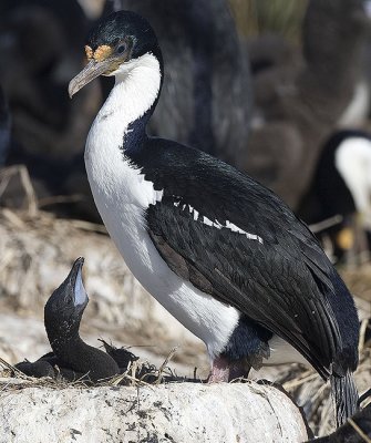 Imperial Shag with nestling