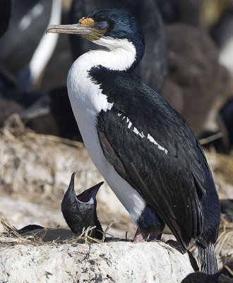 Imperial Shag with hungrey nestling