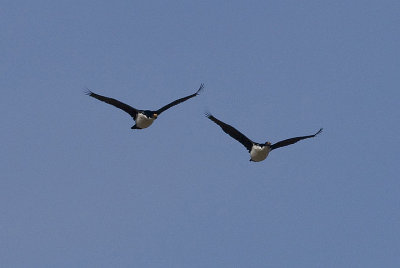 Imperial Shags in flight