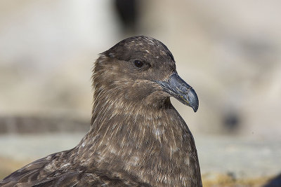 Skuas