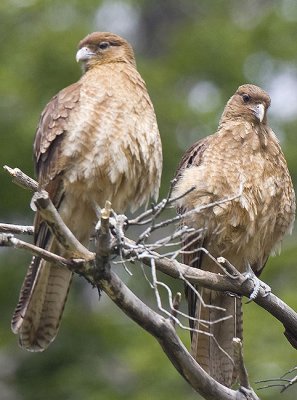 Chimago Caracaras