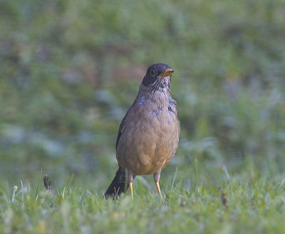 Astral (Falklands)Thrush