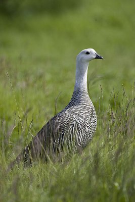 Upland goose,male