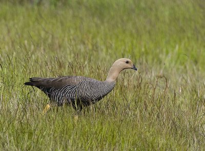 Upland Goose,female