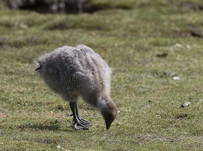 Upland goose chick