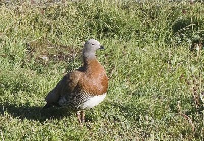 Ashy-headed Goose