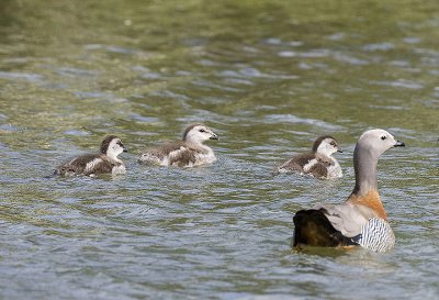 Ashy-headed Goose and goslings