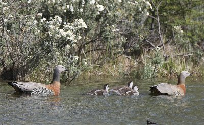 Ashy-headed Geese and goslings