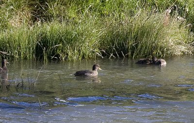 Yellow-bellied Pintail