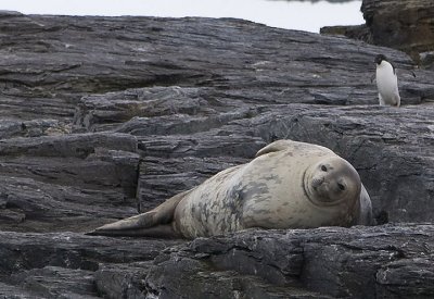 Weddell Seal on island