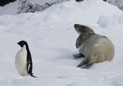 Crabeater Seal and Adelie penguin