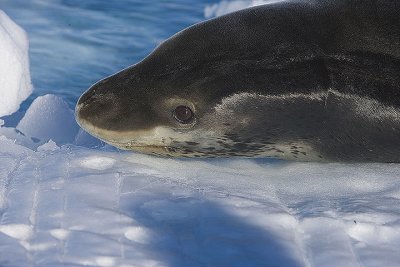 Leopard Seal resting on an iceberg