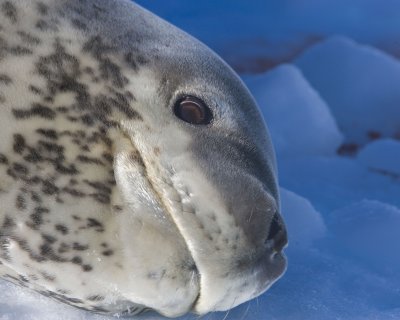 Leopard Seal relaxes