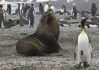Antarctic Fur Seal with Friend