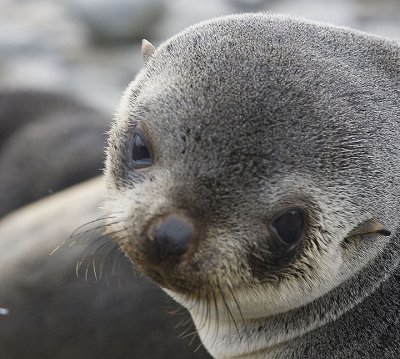 Antarctic Fur Seal pup