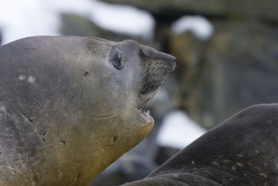 Souther Elephant seal