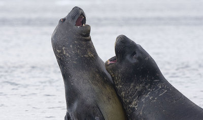 Southern Elephant Seal adolesents playing