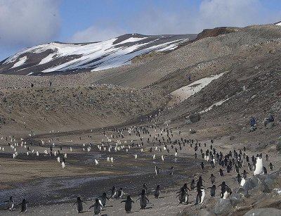 Chinstrap rookery