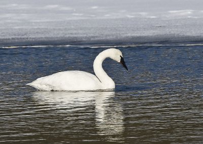 Trumpeter Swans