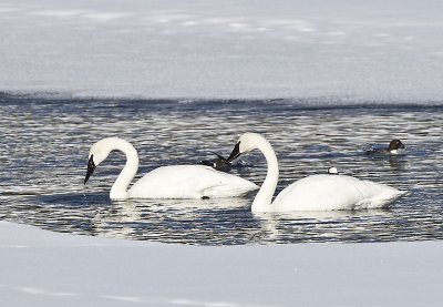 Trumpeter Swans