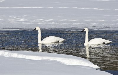 Trumpeter Swans