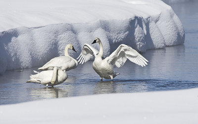 Trumpeter Swans